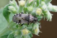 Heterogaster cathariae