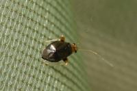 Halticus luteicollis