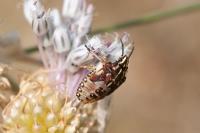 Carpocoris purpureipennis