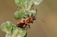 Corizus hyoscyami