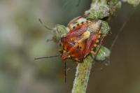Carpocoris purpureipennis