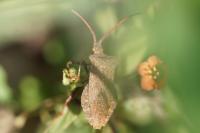 Coreus marginatus