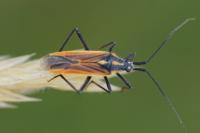 Leptopterna dolabrata