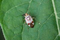 Lygus pratensis