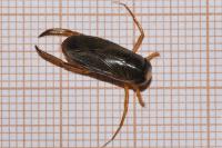 Corixa punctata