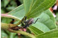 Halyomorpha halys