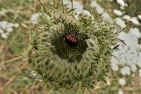 Graphosoma italicum