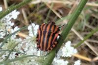 Graphosoma italicum