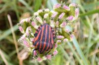 Graphosoma italicum