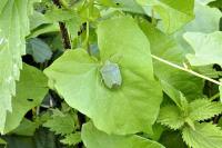 Nezara viridula