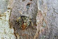 Rhaphigaster nebulosa