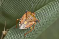 Carpocoris mediterraneus