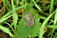 Halyomorpha halys