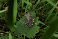Halyomorpha halys