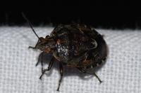 Holcogaster fibulata