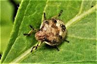 Peribalus strictus