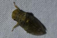 Ledra aurita