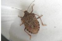 Halyomorpha halys