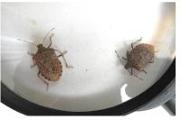 Halyomorpha halys
