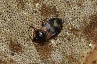 Lyctocoris dimidiatus