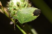 Palomena prasina