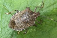 Halyomorpha halys