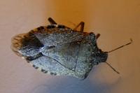 Halyomorpha halys