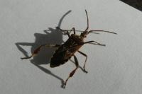 Leptoglossus occidentalis