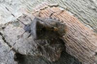 Rhaphigaster nebulosa