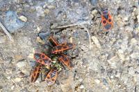 Pyrrhocoris apterus