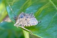 Rhaphigaster nebulosa