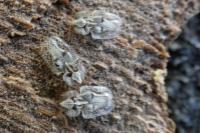 Corythucha ciliata