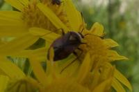 Deraeocoris ruber