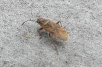 Arocatus roeselii