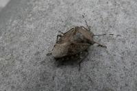 Rhaphigaster nebulosa