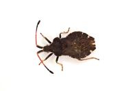 Enoplops scapha