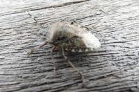 Rhaphigaster nebulosa