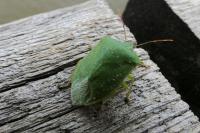Nezara viridula
