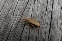 Gonocerus acuteangulatus