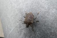 Halyomorpha halys