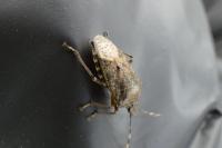 Rhaphigaster nebulosa