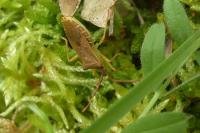 Gonocerus acuteangulatus