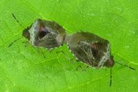 Stagonomus venustissimus