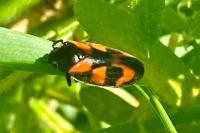 Cercopis vulnerata
