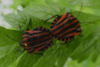 Graphosoma italicum