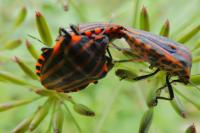Graphosoma italicum