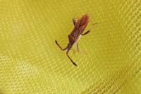 Coriomeris denticulatus