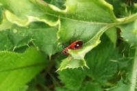 Melanocoryphus albomaculatus