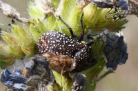 Psacasta exanthematica