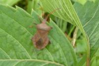 Coreus marginatus